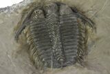 Beautiful Cyphaspides Pankowskiorum Trilobite - Jorf, Morocco #251766-4